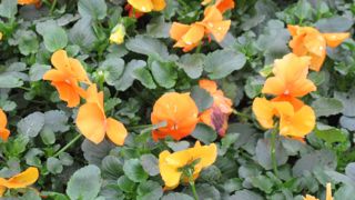 L’horticulture en vente directe est cruciale pour plus de la moitié des producteurs français ; les 5 emplois générés en moyenne par entreprise apportent aux français les bienfaits du Végétal. ©P. Fayolle